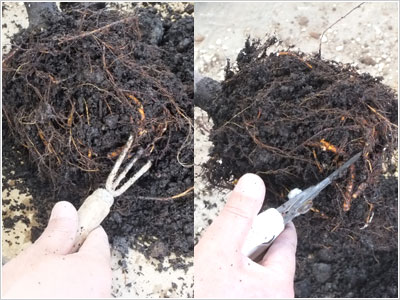 土をほぐし、根を剪定します。